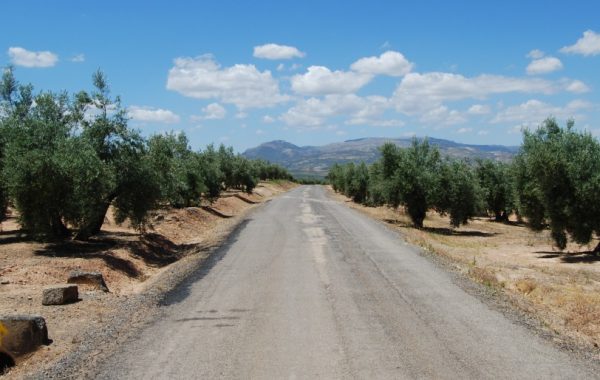 Immer wieder führt der Jakobsweg durch Olivenhaine