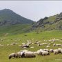 Schafe und Pilger bei Pyrenäenpass an Route Napoleon